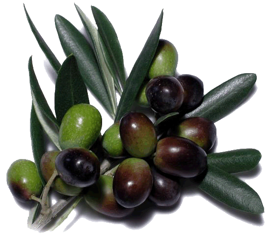 Olive3