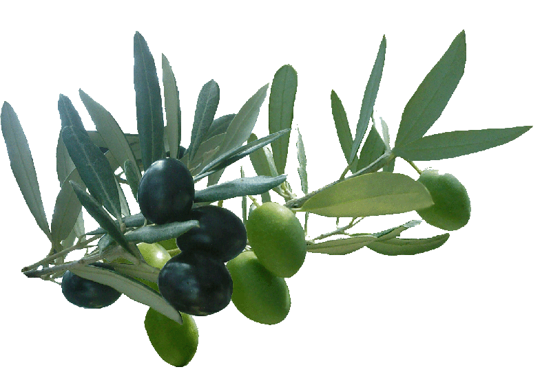 logo olive droite