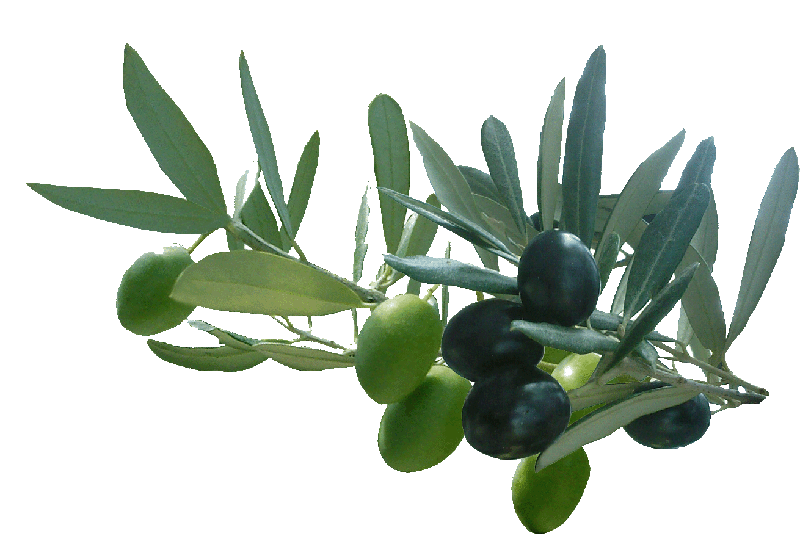 logo olive gauche